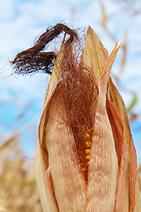 Image showing corn field at harvest time
