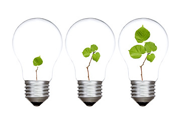 Image showing Three light bulbs with green plants inside