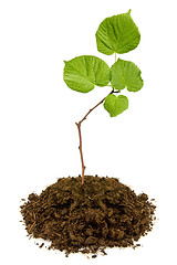 Image showing Tree growing from the soil