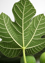 Image showing Fig Leave