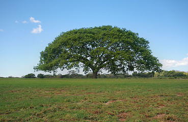 Image showing tree with perfect skyline, non-urban landscape. 