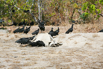 Image showing dead cow getting eat by buzzards