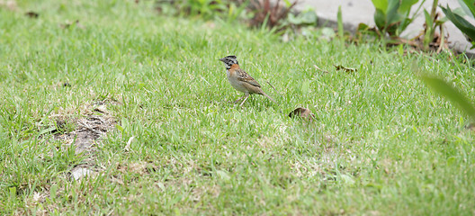 Image showing Rufous-collared Sparrow (Zonotrichia capensis)