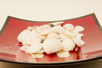 Image showing Still life of shells