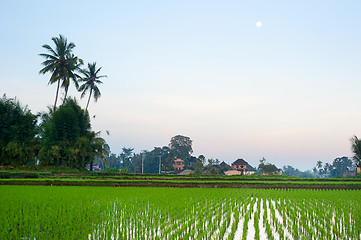 Image showing Balinese village