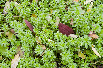 Image showing autumnal grass