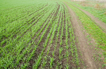 Image showing winter-field