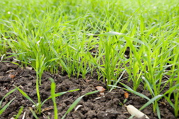 Image showing winter crop closeup