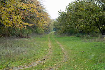 Image showing road through wood