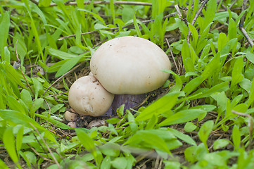 Image showing little agaric