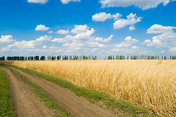 Image showing green way