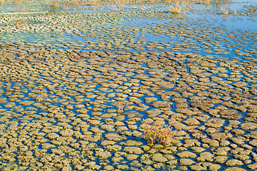 Image showing bog