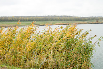 Image showing rushy lake