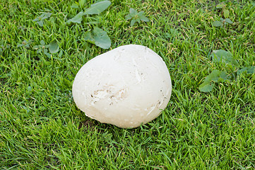 Image showing puffball