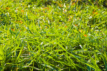 Image showing green grass close up