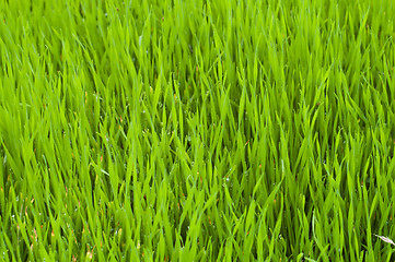 Image showing green grass