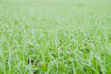 Image showing winter grain crops