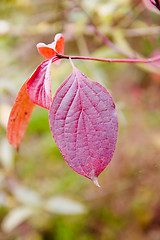 Image showing red leaf