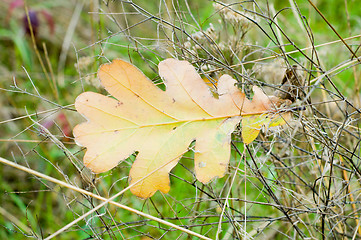 Image showing oak leaf