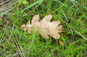 Image showing oak leaf in grass