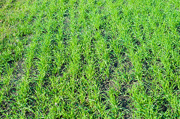 Image showing winter wheat