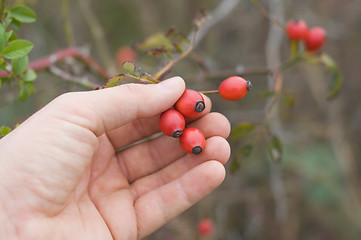 Image showing gathering of hips