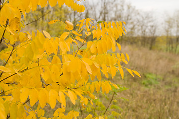 Image showing autumn