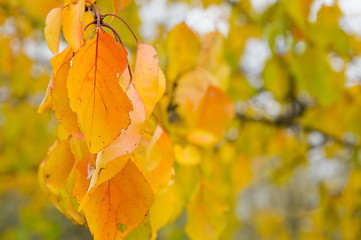 Image showing apricot leaf