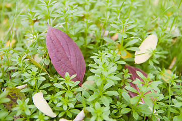 Image showing leaf in grass