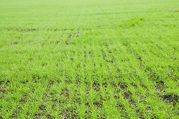 Image showing fall wheat