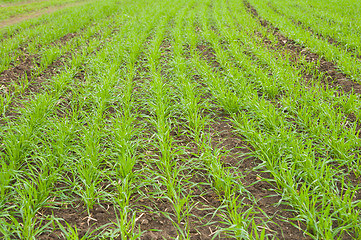 Image showing winter crop