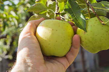 Image showing harvesting