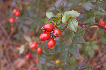 Image showing dog rose