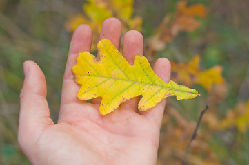 Image showing oak in hand