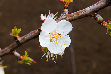 Image showing flower