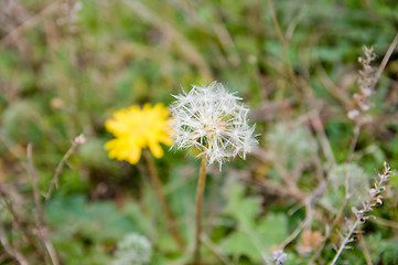 Image showing fall dandelion