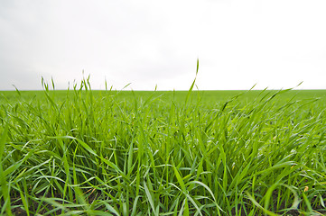 Image showing green crop