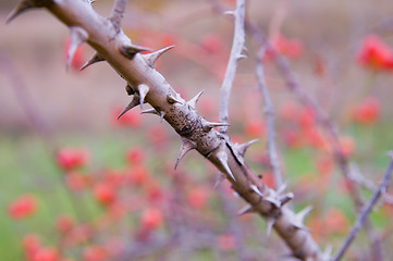Image showing thorns