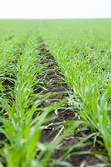 Image showing rows of winter crop