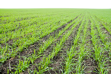 Image showing winter wheat