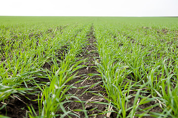 Image showing winter-crops