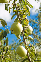 Image showing apple harvest