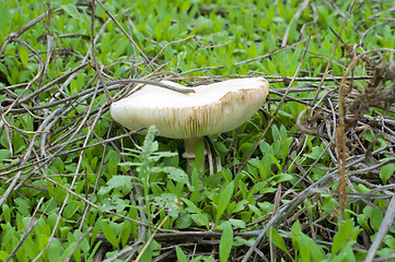 Image showing edible mushroom
