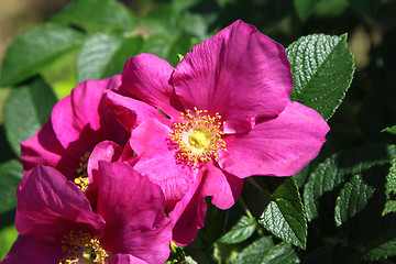 Image showing Dog Roses