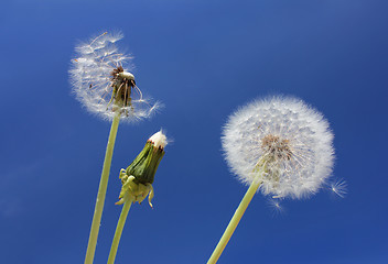 Image showing  Three Dandelions