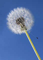 Image showing Dandelion