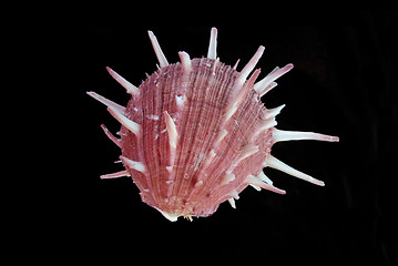 Image showing Sea shell