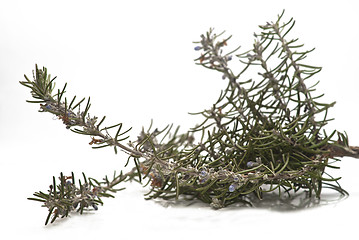 Image showing Rosemary branch and flowers