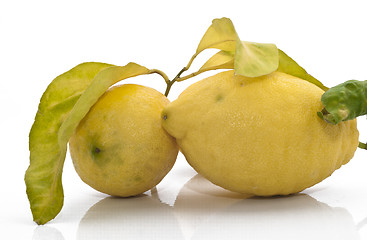 Image showing yellow sicilian fresh lemon