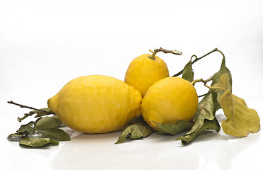 Image showing yellow sicilian fresh lemons